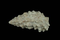 藏品(棘蟹守螺)的圖片